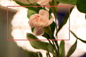 cara foto bunga dengan latar belakang blur