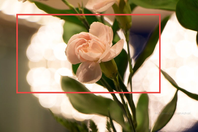cara foto bunga dengan latar belakang blur