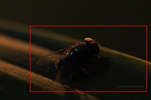 cara membuat foto makro di malam hari