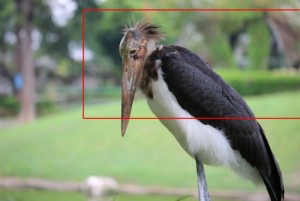 kumpulan foto binatang burung dengan cara membuat foto bokeh menggunakan lensa 100mm 01