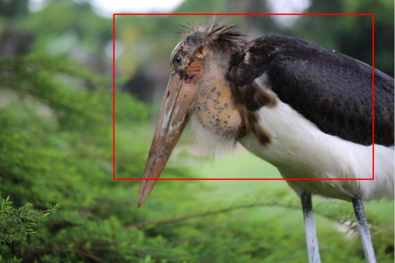 kumpulan foto binatang burung dengan cara membuat foto bokeh menggunakan lensa 100mm 02