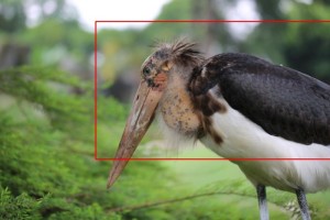 kumpulan foto binatang burung dengan cara membuat foto bokeh menggunakan lensa 100mm 03