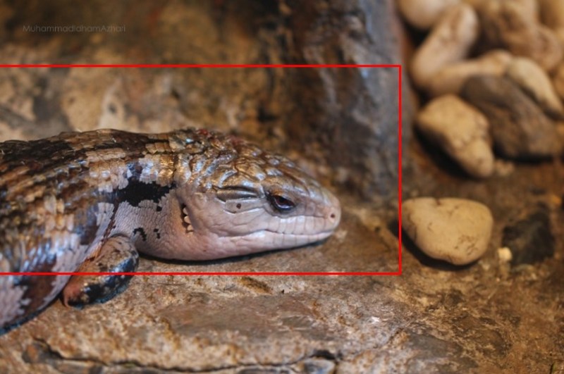kumpulan foto hewan reptil dengan cara memotret makro 02