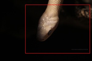 kumpulan foto hewan reptil dengan cara memotret makro 03