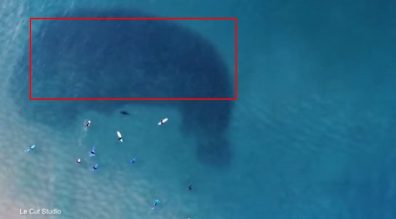 Pria Ini Memotret Menggunakan Drone Dan Menemukan Bayangan Hitam Yang Luas Di Atas Permukaan Laut, Ternyata Itu Adalah...
