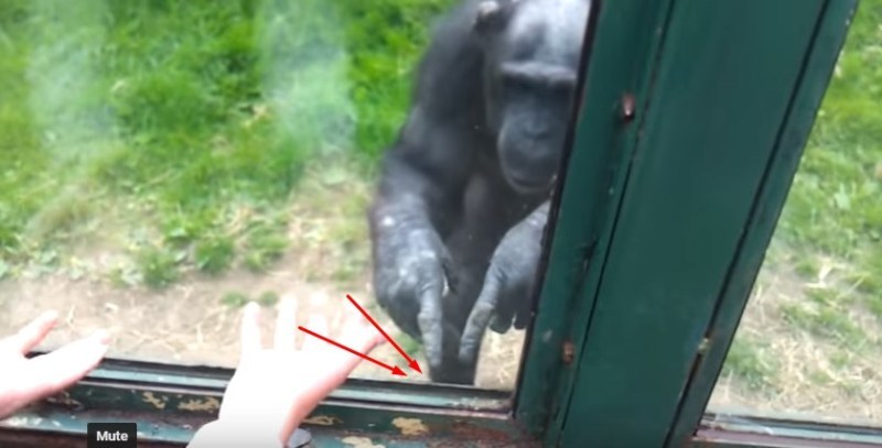 Gorila Yang Sedang Sedih Ini Menunjuk Sesuatu Supaya Pengunjung Tahu, Ternyata Dia Menunjuk Ke...