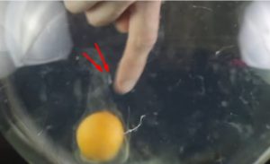 10-trik-dengan-telur-yang-tadinya-tidak-terpikirkan-bisa-dilakukan