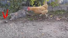 Ternyata Ayam Lebih Jago Nangkap Tikus Dibanding Kucing! Ini Buktinya!!
